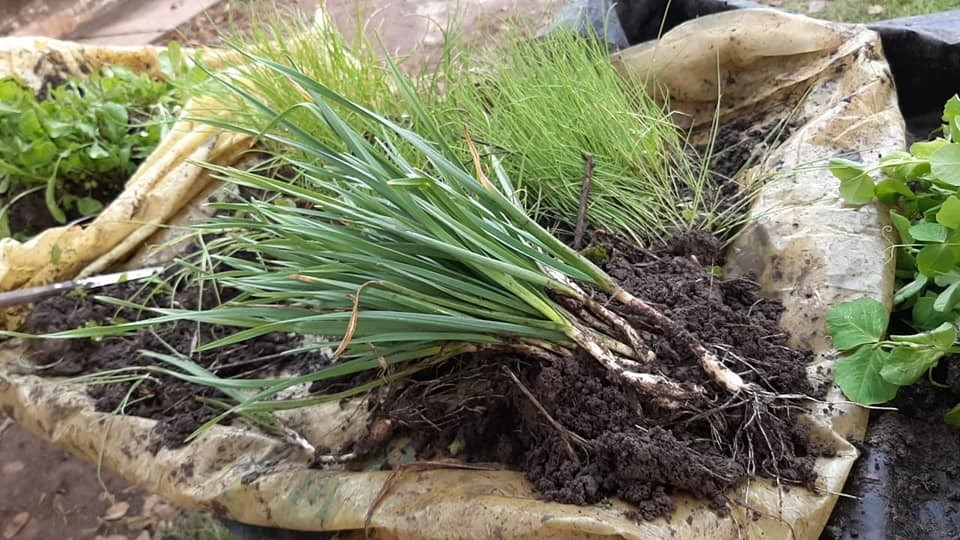 VILLA ANGELA .: EL MUNICIPIO REALIZÓ ENTREGA DE PLANTINES GRATUITOS A MAS DE 600 FAMILIAS