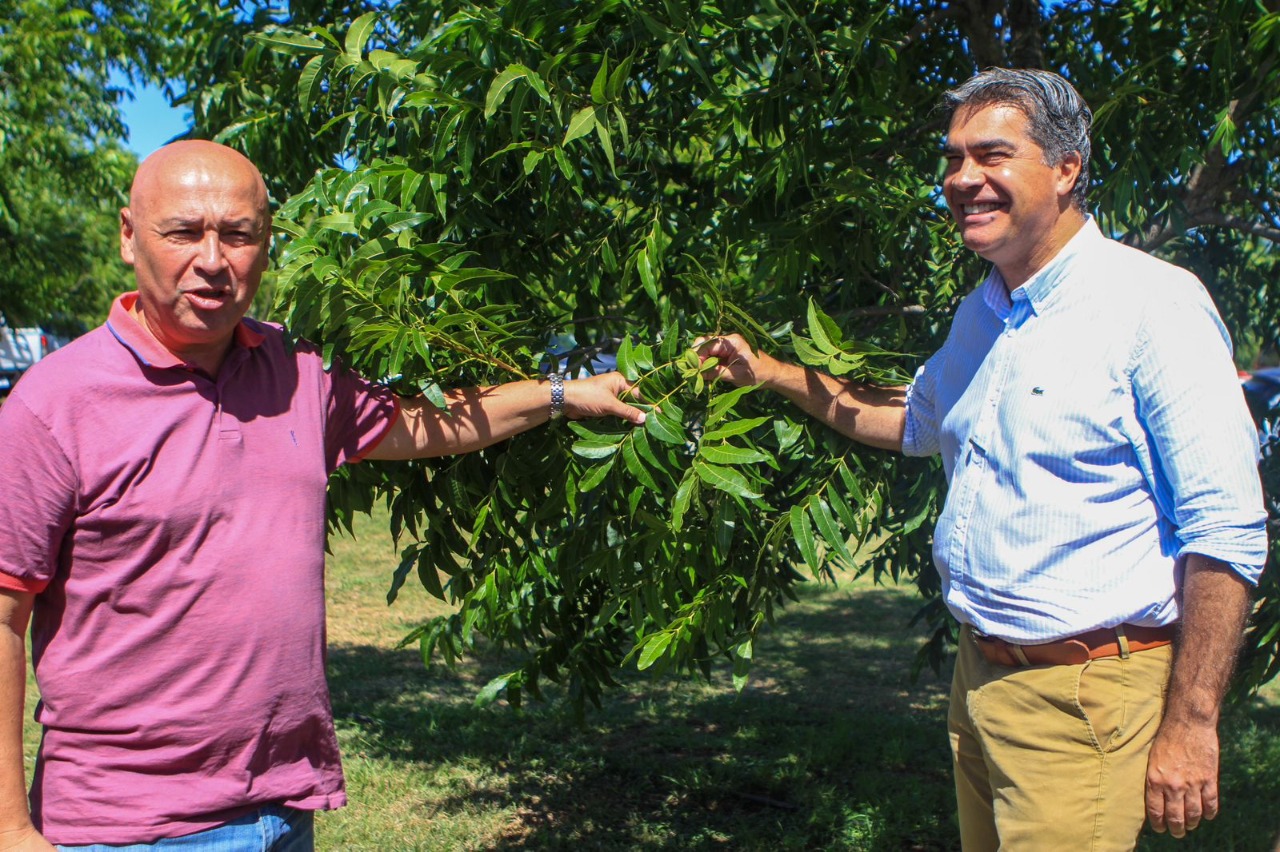 *EL GOBIERNO PRESENTÓ UN PROGRAMA DE FINANCIAMIENTO  PARA AUMENTAR LA PRODUCCIÓN DE NUEZ PECAN EN CHACO*