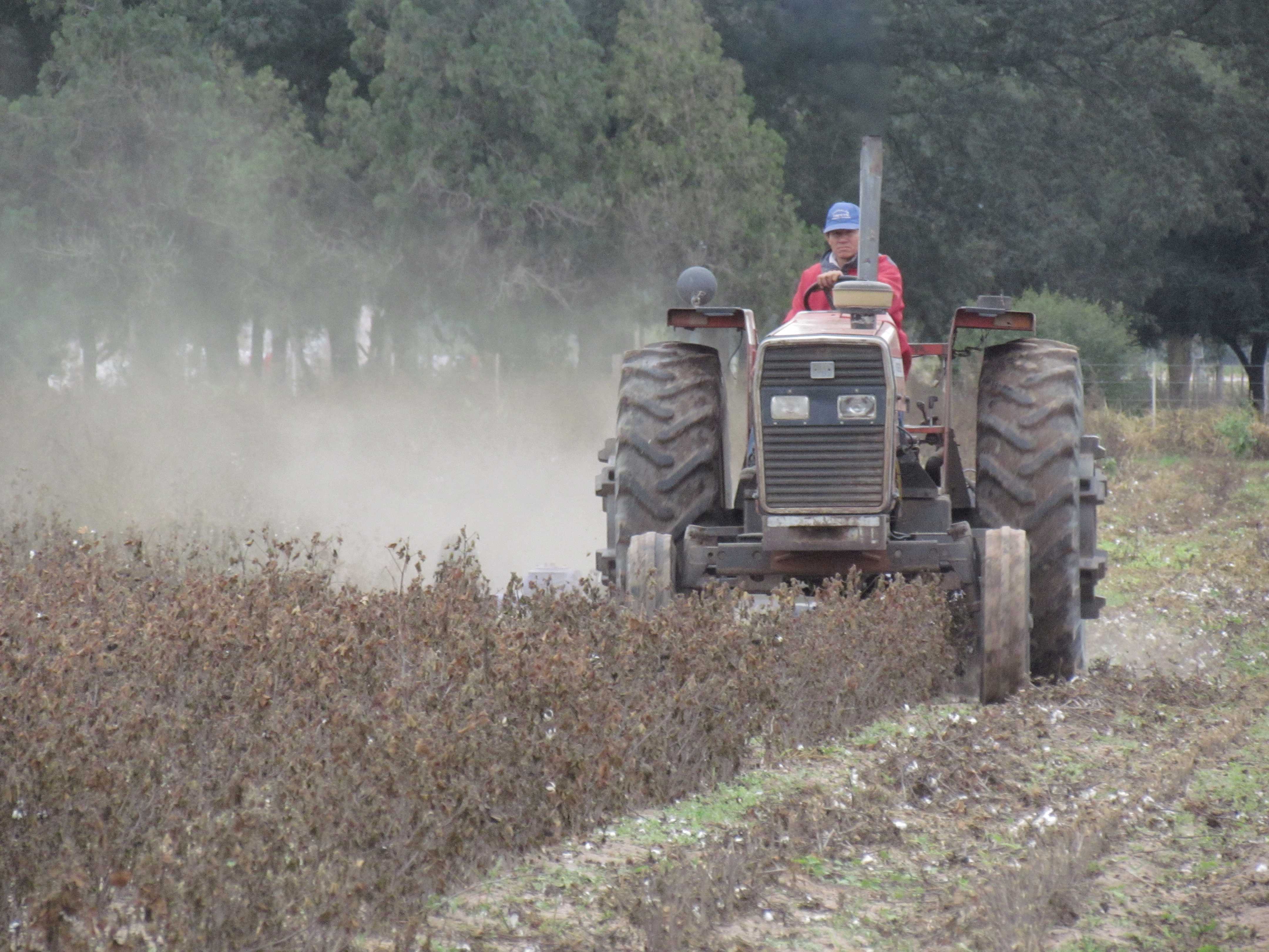 EL 15 DE JUNIO FUE LA FECHA LÍMITE Controles a la destrucción de rastrojos del algodón en el Chaco
