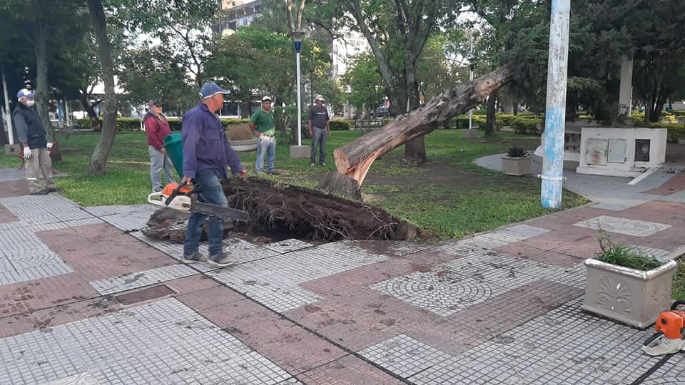 VILLA ANGELA: LA MUNICIPALIDAD TRABAJA PARA RETIRAR LOS ÁRBOLES CAÍDOS