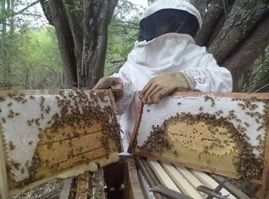 CHACO SE POSICIONA EN EL MUNDO CON LA PRODUCCIÓN DE MIEL ORGÁNICA Y PROPÓLEOS