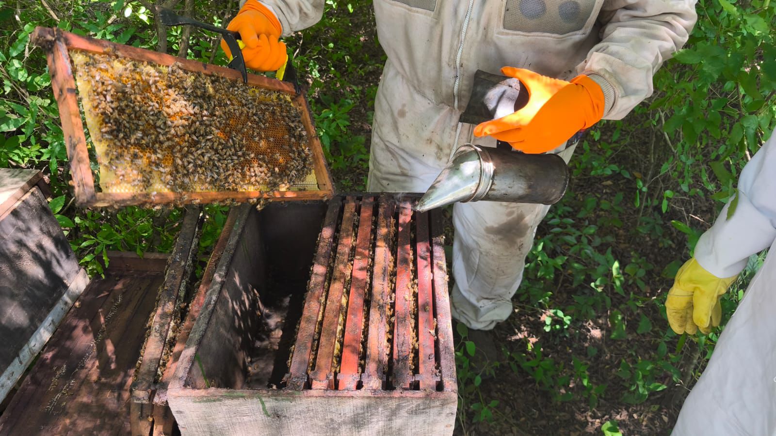 *COMPROMISO CON LA CALIDAD: EXAMEN REGIONAL PARA NUEVOS INSPECTORES SANITARIOS APÍCOLAS DE CHACO Y FORMOSA*